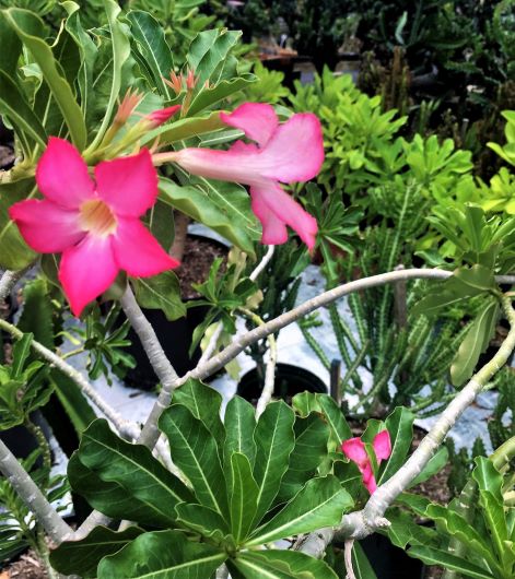 Specimen 1 ($3,500.00- please contact us to confirm price).