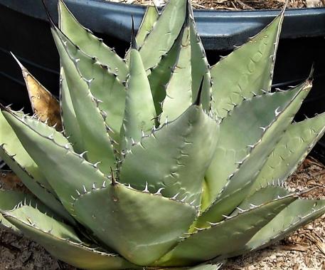 Agave havardiana Agave havardiana