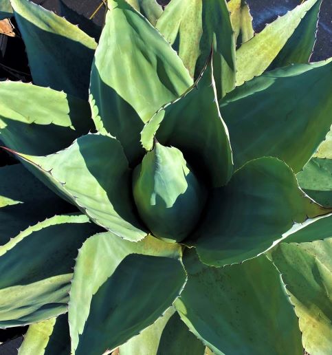 Agave ovatifolia