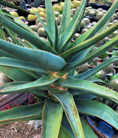 Fleshy green leaves of the top of the Aloe Hercules. 