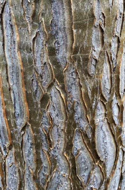 Beautiful trunk of the Aloe Hercules. 