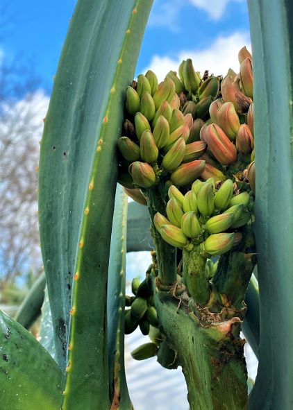 Flower stalks beginning to emerge. 