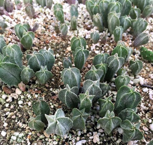 The Cactus King grows nearly every species from seed!