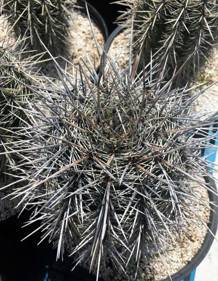 Larger specimens PLEASE.... CALL for availability  