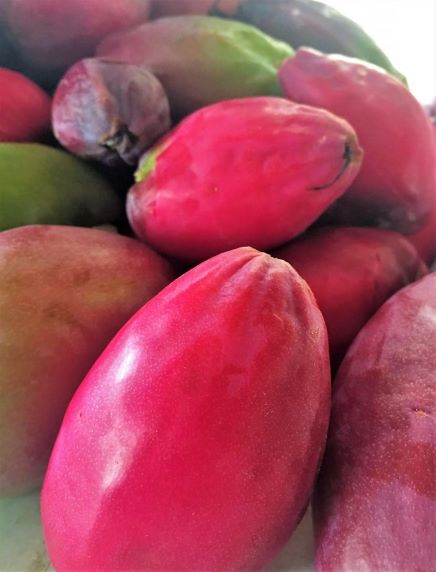 Edible Cereus peruvianus fruit (eaten raw, used to make wine and jams).  