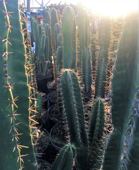 Cereus peruvianus 