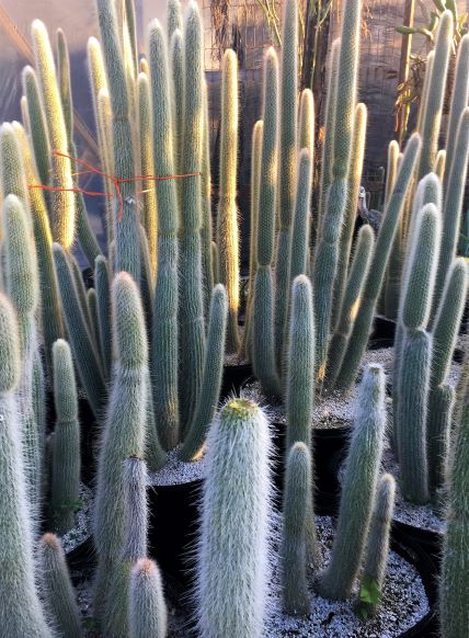 Cleistocactus strausii