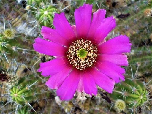 Echinocereus triglochidiatus Echinocereus triglochidiatus