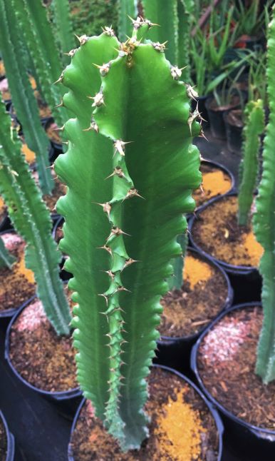 Euphorbia ammak