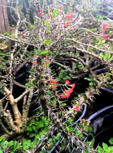 This species loses it leaves during the colder months. It never loses its leaves if kept as a houseplant. 