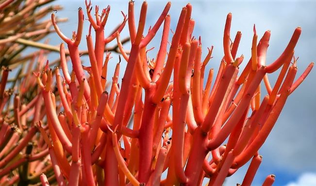 During the colder months, branches take on a fiery red-orange color. 