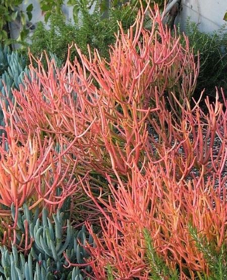 During the colder months, branches take on a fiery red-orange color. 