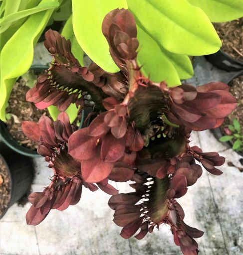 Euphorbia trigona var. Rubra