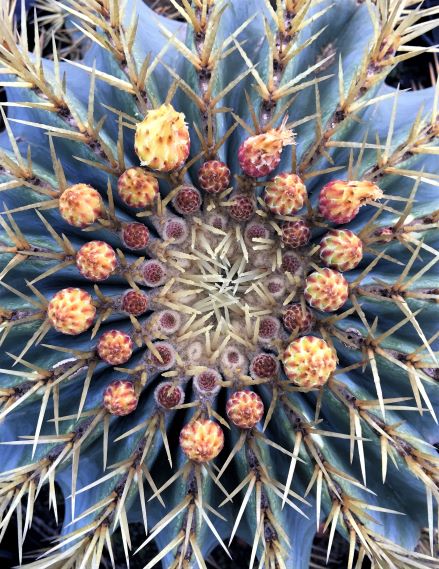 Flower buds gearing up for a large bloom. 