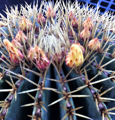 Another shot of prebloom. 