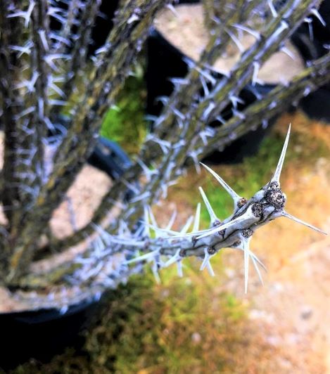 In state of winter dormancy. Happy and healthy! In state of winter dormancy. Happy and healthy!