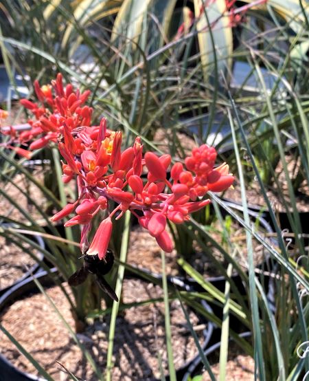 Gorgeous flowers pollinated by hummingbirds nearly all summer long. 