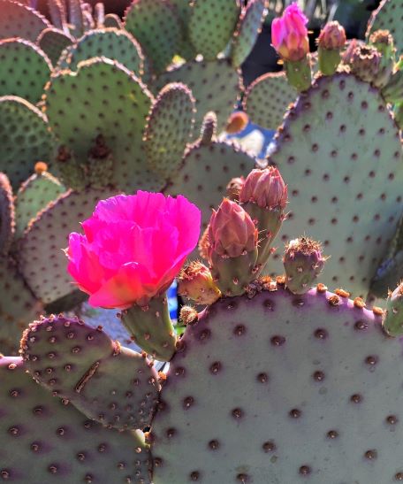 
Opuntia basilaris
Opuntia basilaris
Opuntia basilaris
Opuntia basilaris