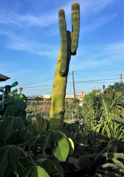 Fourteen feet tall (approximately). Special collector specimen. Fourteen feet tall (approximately). Special collector specimen.