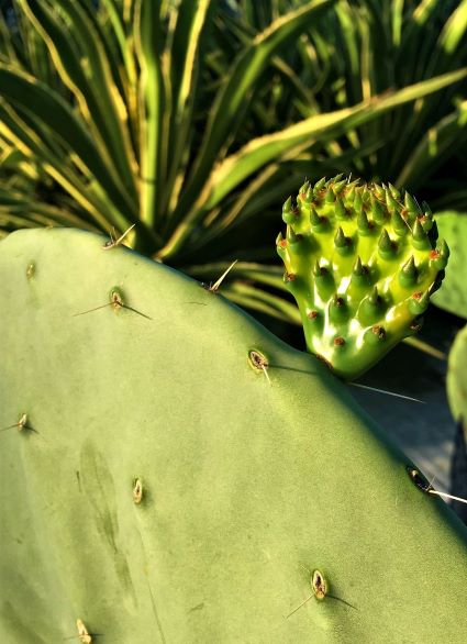 Photo taken 10/10/19. Photo below of same pad taken 10/18/19. Photo taken 10/10/19. Photo below of same pad taken 10/18/19.