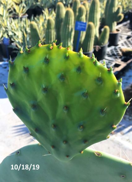 Photo taken 10/18/19. Photo above of same pad taken 10/10/19. Photo taken 10/18/19. Photo above of same pad taken 10/10/19.