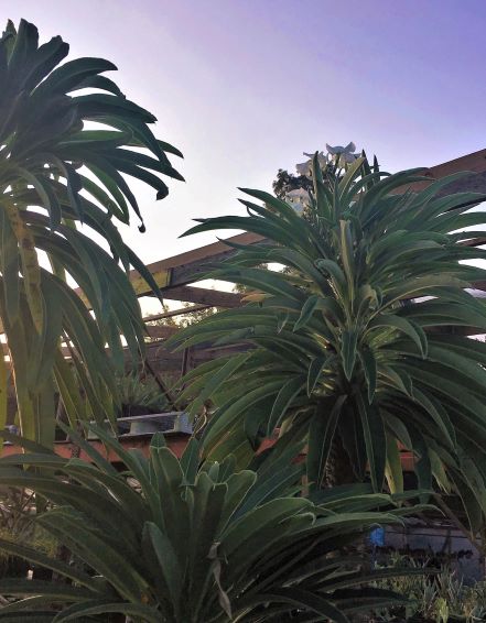 Specimen on right in bloom. 