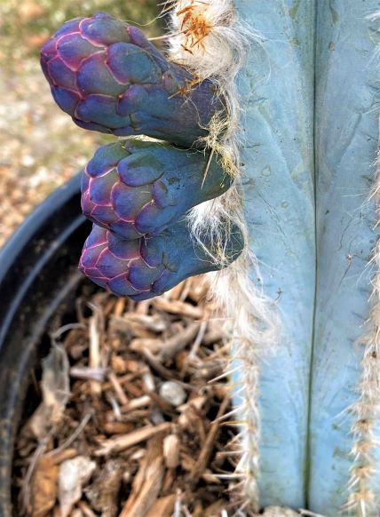 Flower buds forming on a 5 gallon specimen. 