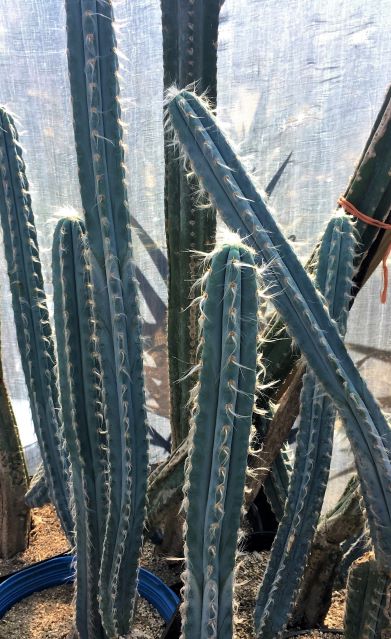 Larger, mature specimens. Measured/priced individually. 