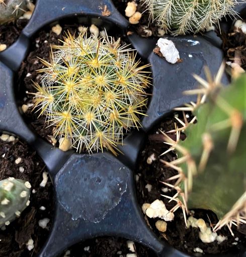 Rebutia heliosa seedling (adorable). 