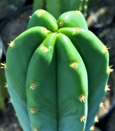 Trichocereus pachanoi