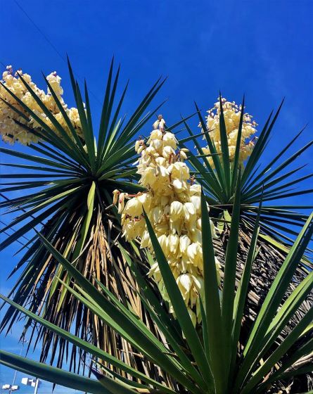 Edible flowers (eaten cooked or raw). 