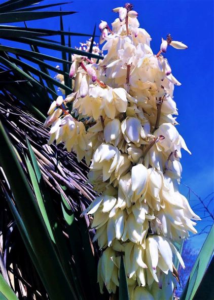 Edible flowers (eaten cooked or raw). 