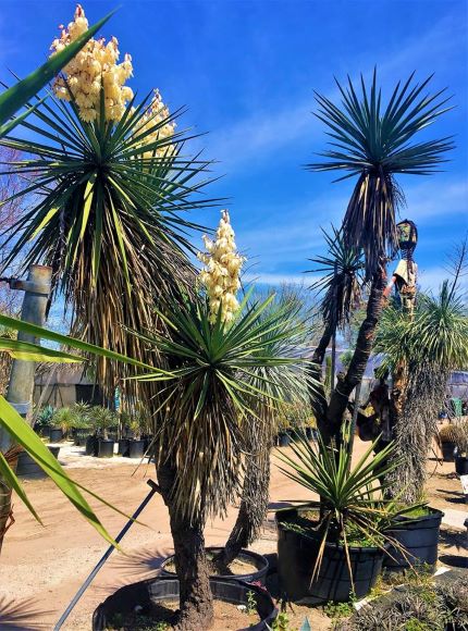 Edible flowers (eaten cooked or raw). 